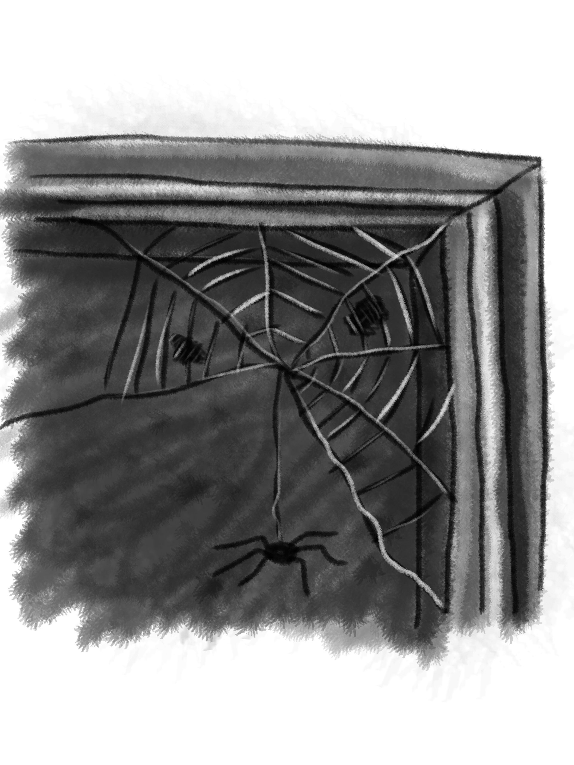 Spider building a web in the corner of a window.